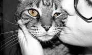Chat tigré aux yeux dorés recevant une caresse, photo en noir et blanc
